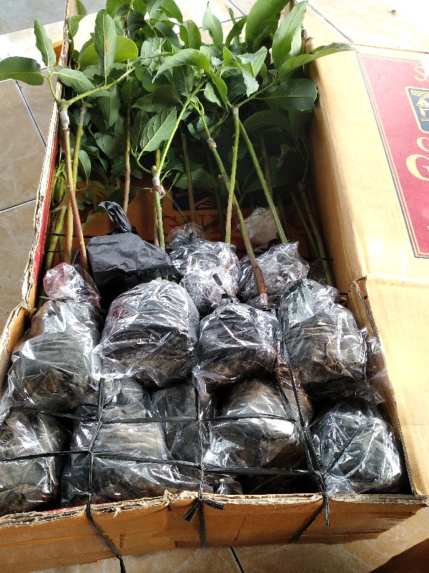 Terlaris  Bibit Tanaman Buah Alpukat Hass Asli!!!!