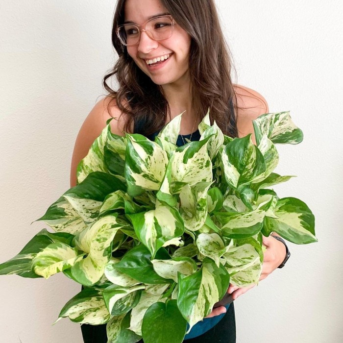 Manjula Pothos, Epipremnum Manjula, Pothos Manjula, Sirih Gading