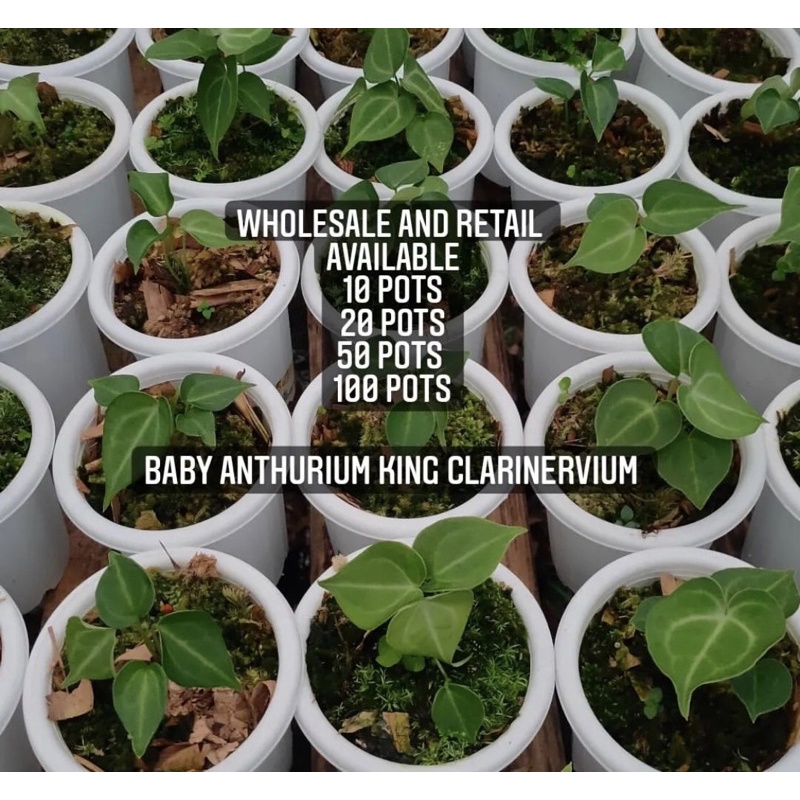 Anthurium king of clarinervium Baby
