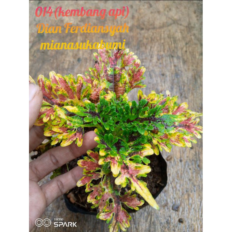 TANAMAN HIAS MIANA ID KEMBANG API