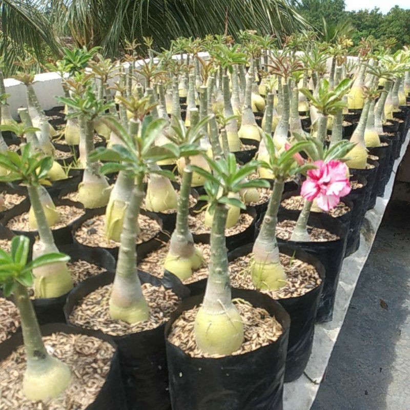 Bibit Adenium bunga tumpuk size B