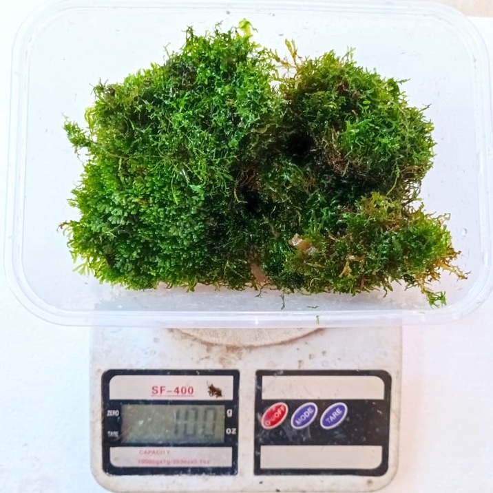 Moss Ricardia Mini Pelia Porsi 100gr - Lumut Tanaman Aquascape