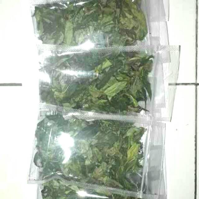 

Daun belalai gajah kering