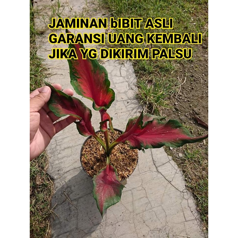 Caladium red peacock