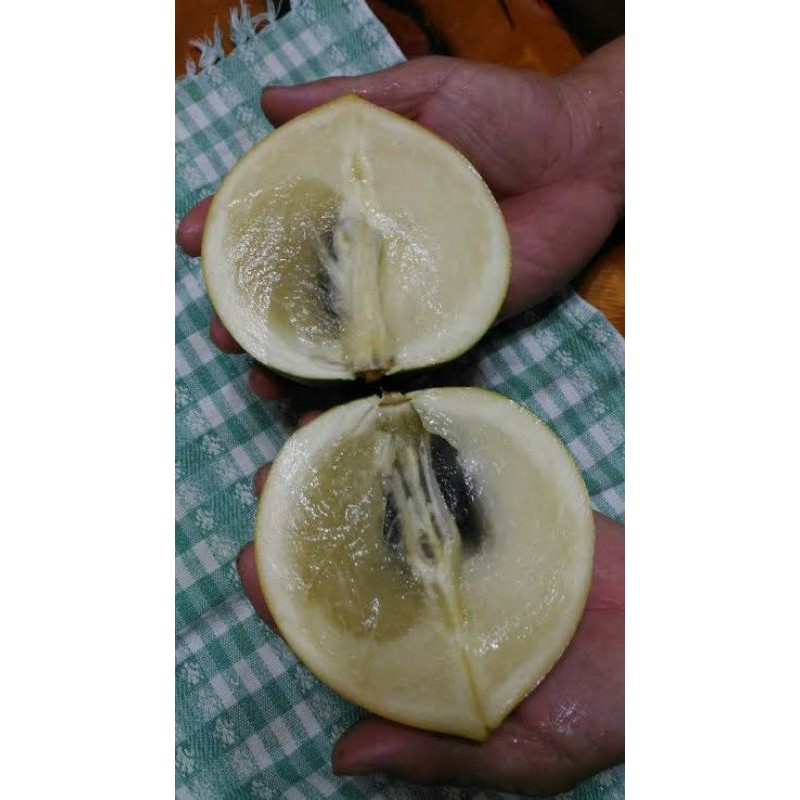 bibit sawo abiu jumbo