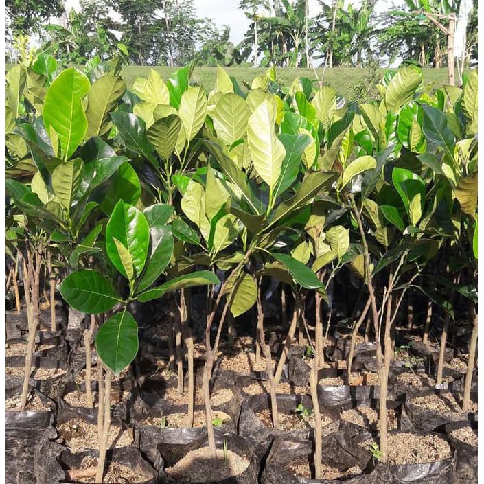 PROMO 2 BIBIT NANGKA MADU MERAH MALASYIA BIBIT / BIJI / BENIH CINT