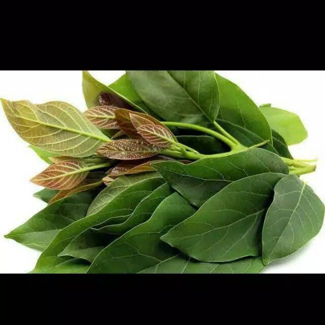 

DAUN ALPUKAT SEGAR 500 gram