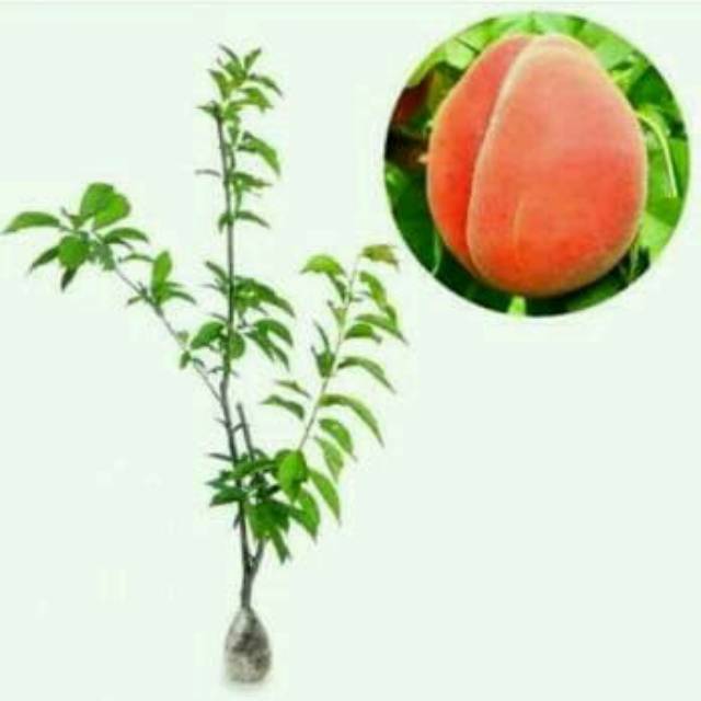 bibit buah persik