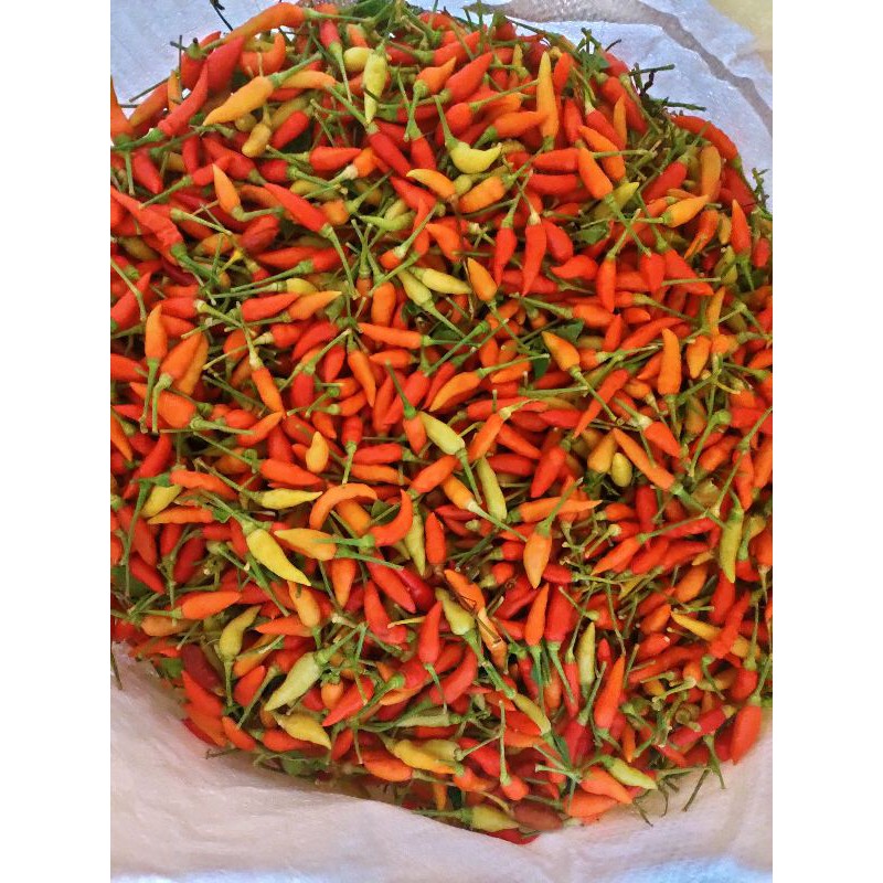 

Cabe Rawit Super Siap Kirim