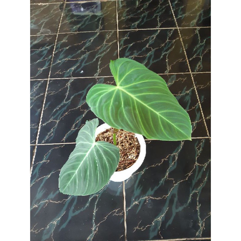 philodendron splendid