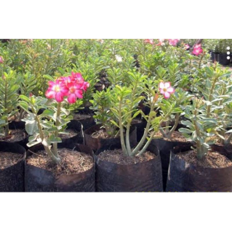 biji bunga adenium