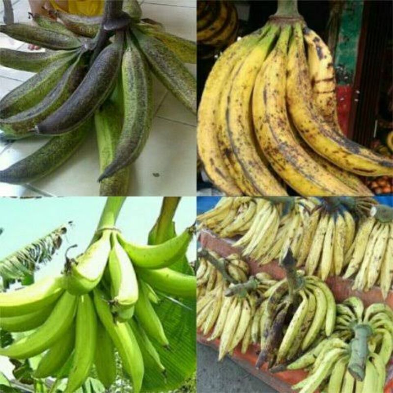 bibit pisang tanduk jumbo