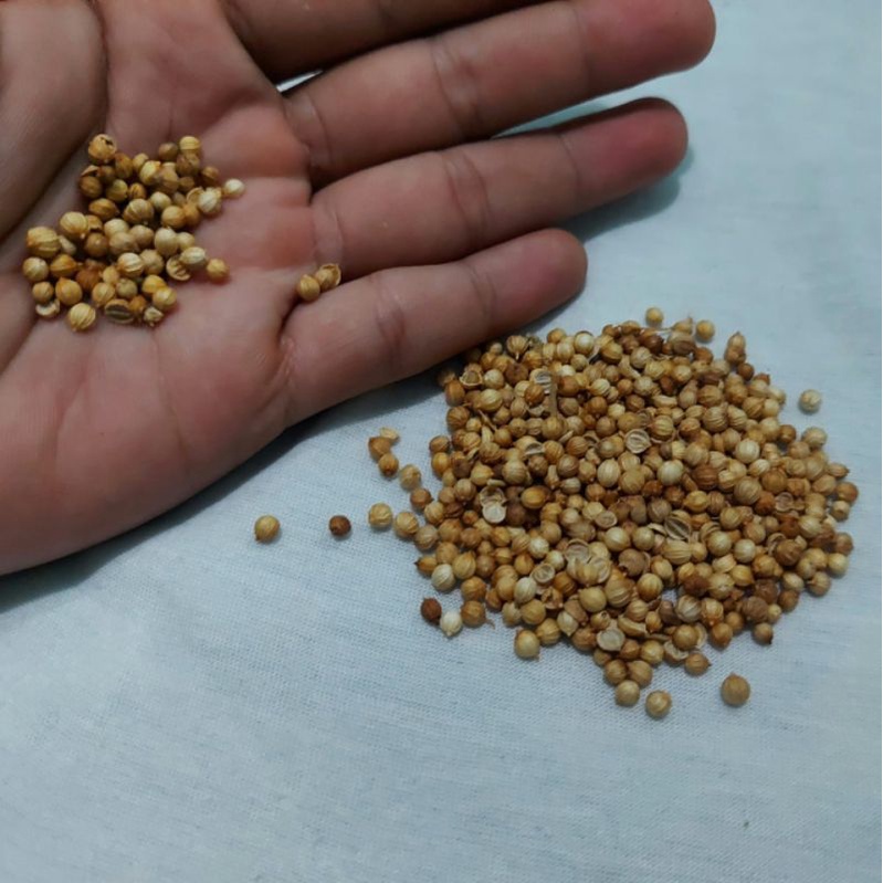 

Rempah Ketumbar 50 gram