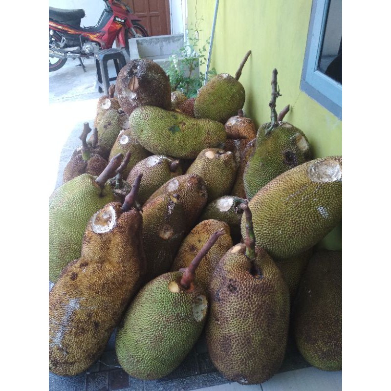 

Nangka manis legit