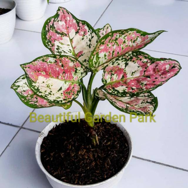 Tanaman Hias Aglonema Tri colour / Pohon hias Aglonema Tri colour