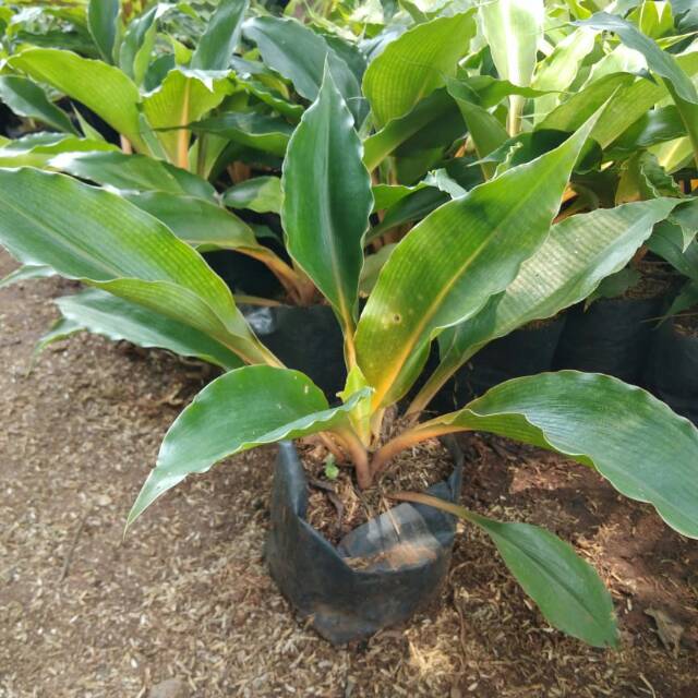 Tanaman hias vakung walisota - tanaman pot walisota batang kuning