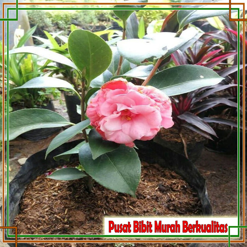 Bibit Bunga Camelia Hidup
