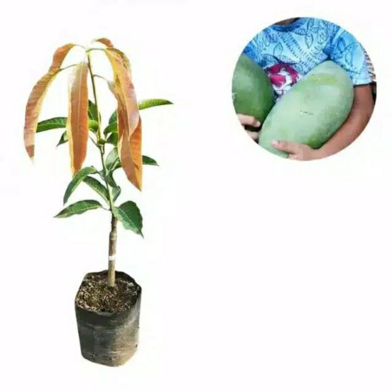 Bibit Mangga Mahatir Okulasi