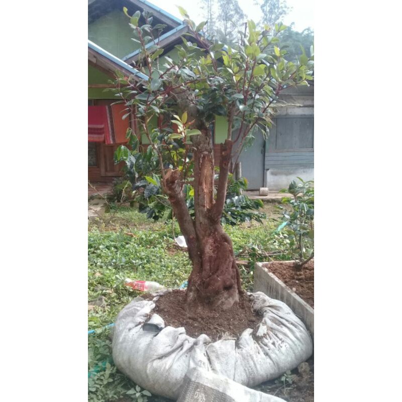 bahan bonsai santigi gunung babon