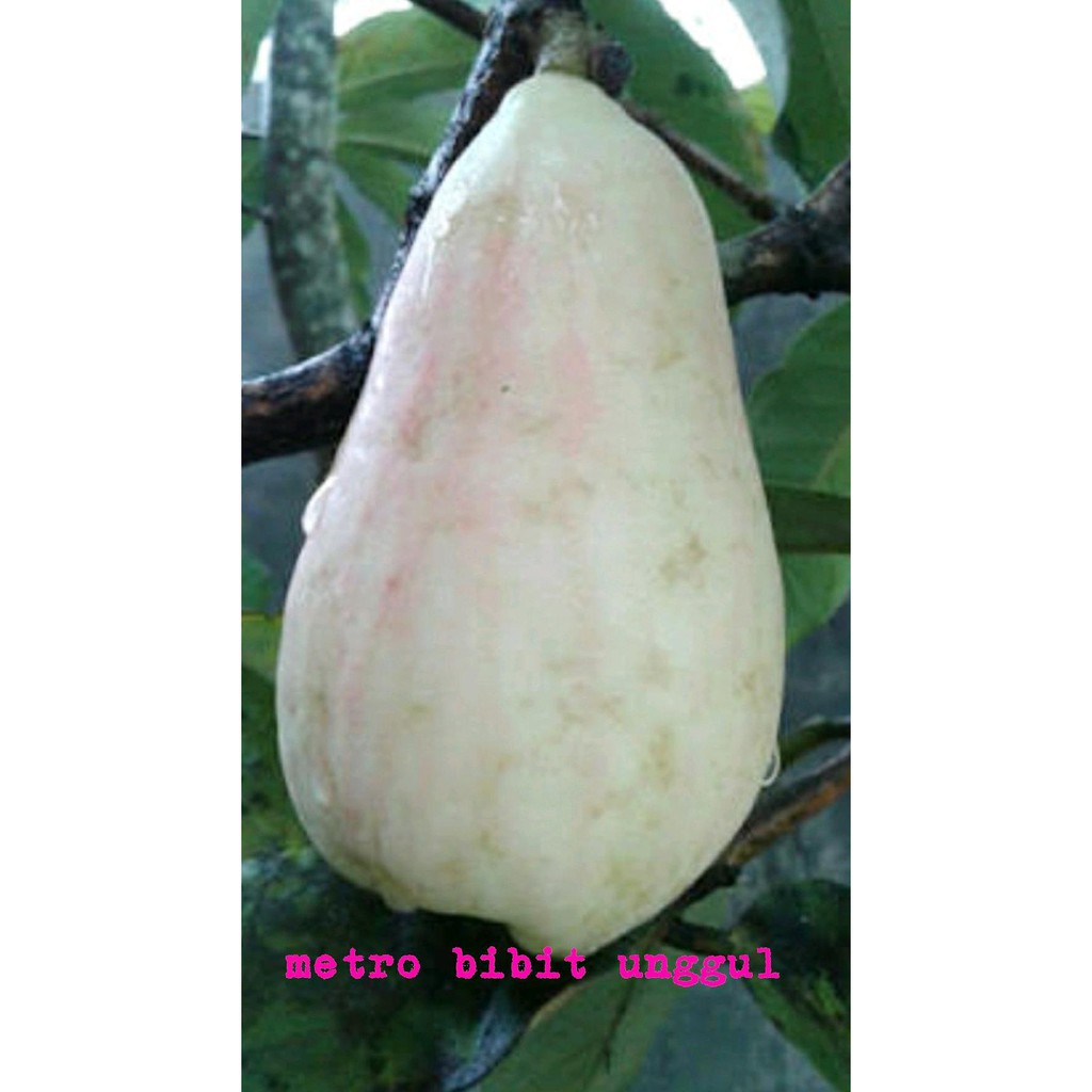 Tanaman Hidup Bibit Buah Jambu Bol Jamaika Putih Super S3N4