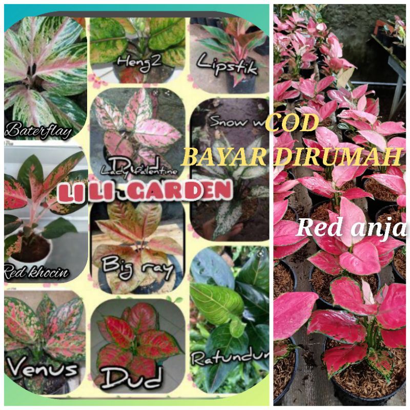 (COD) Bunga Aglonema Paket 11 aglonema jenis sesuai gambar terlaris