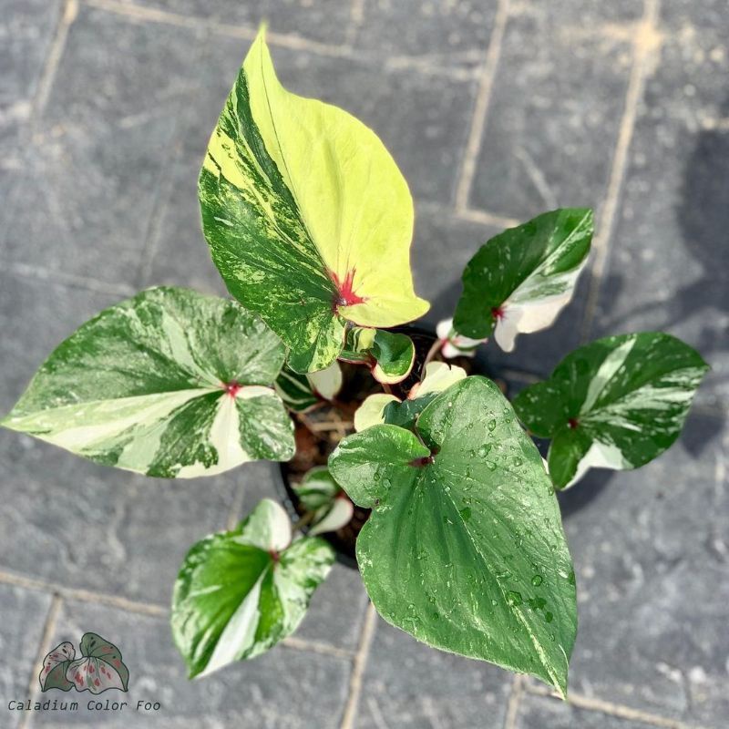 TANAMAN HIAS CALADIUM SEVEN DIAMOND KELADI SEVEN DIAMOND