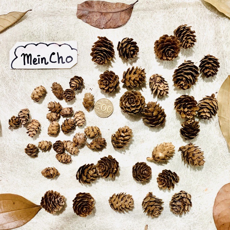 3 biji Biji Pinus Buah Pinus Mini Buah Cemara Biji 3 biji Biji Pinus Buah Pinus Mini Buah Cemara Biji