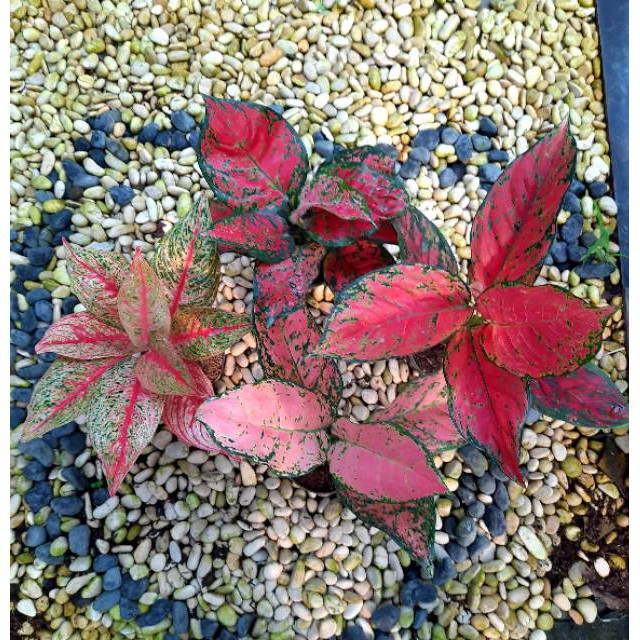 [✅COD] PAKET AGLONEMA - 4 POHON / BUNGA AGLONEMA /  AGLONEMA PAKET MURAH MERIAH / RED VENUS