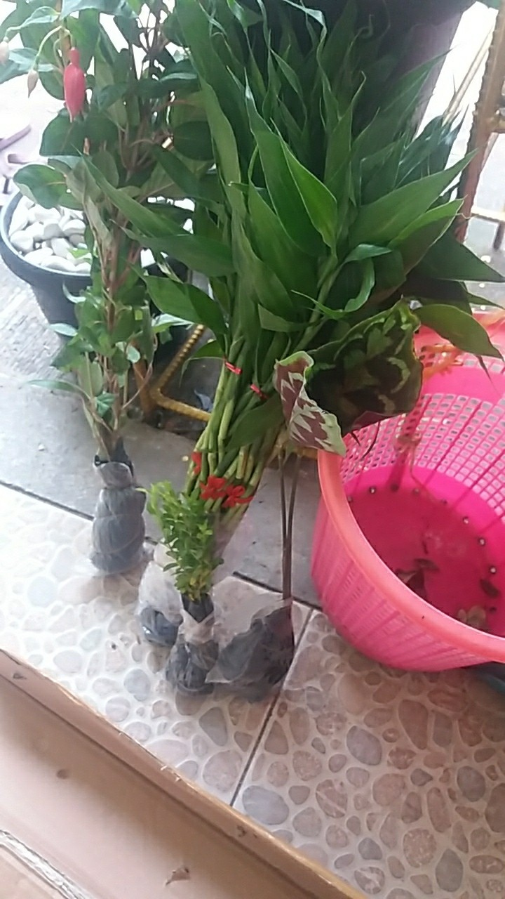 Tanaman Hias - Bibit Bunga Chriptantus Red