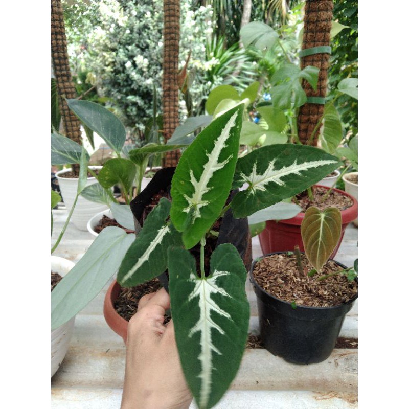 keladi tikus - tanaman hias keladi tikus