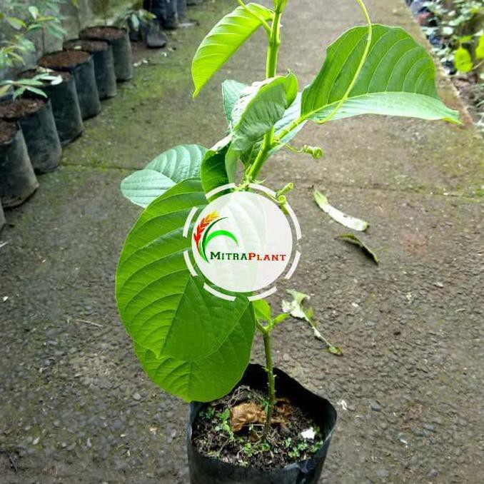 Bibit Pohon Buah Markisa Jumbo/Besar/Giant - Tanaman Rambat Buah Erbis Vcet