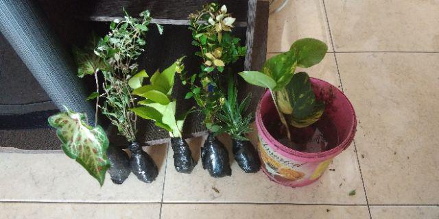 Tanaman Krokot Salju