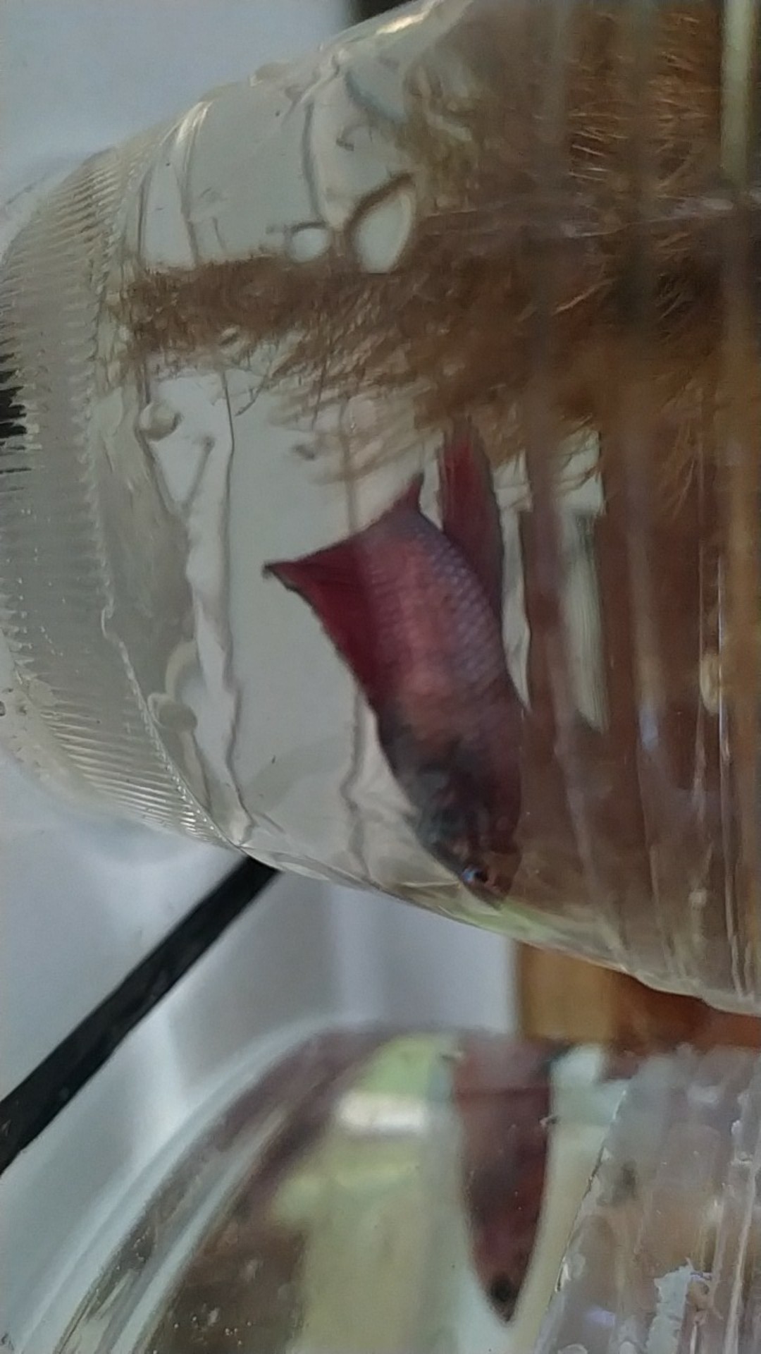 Cupang Halfmoon Selaye Rostail Siap Telur Atau Siap Kawin