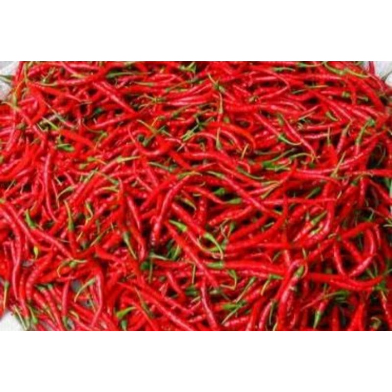 

cabe keriting merah
