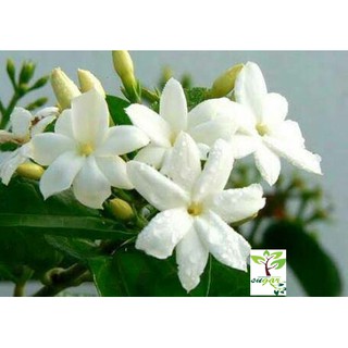Download Gambar Bunga Melati Setangkai Vina Gambar Download Gambar Bunga Melati Setangkai Vina Gambar