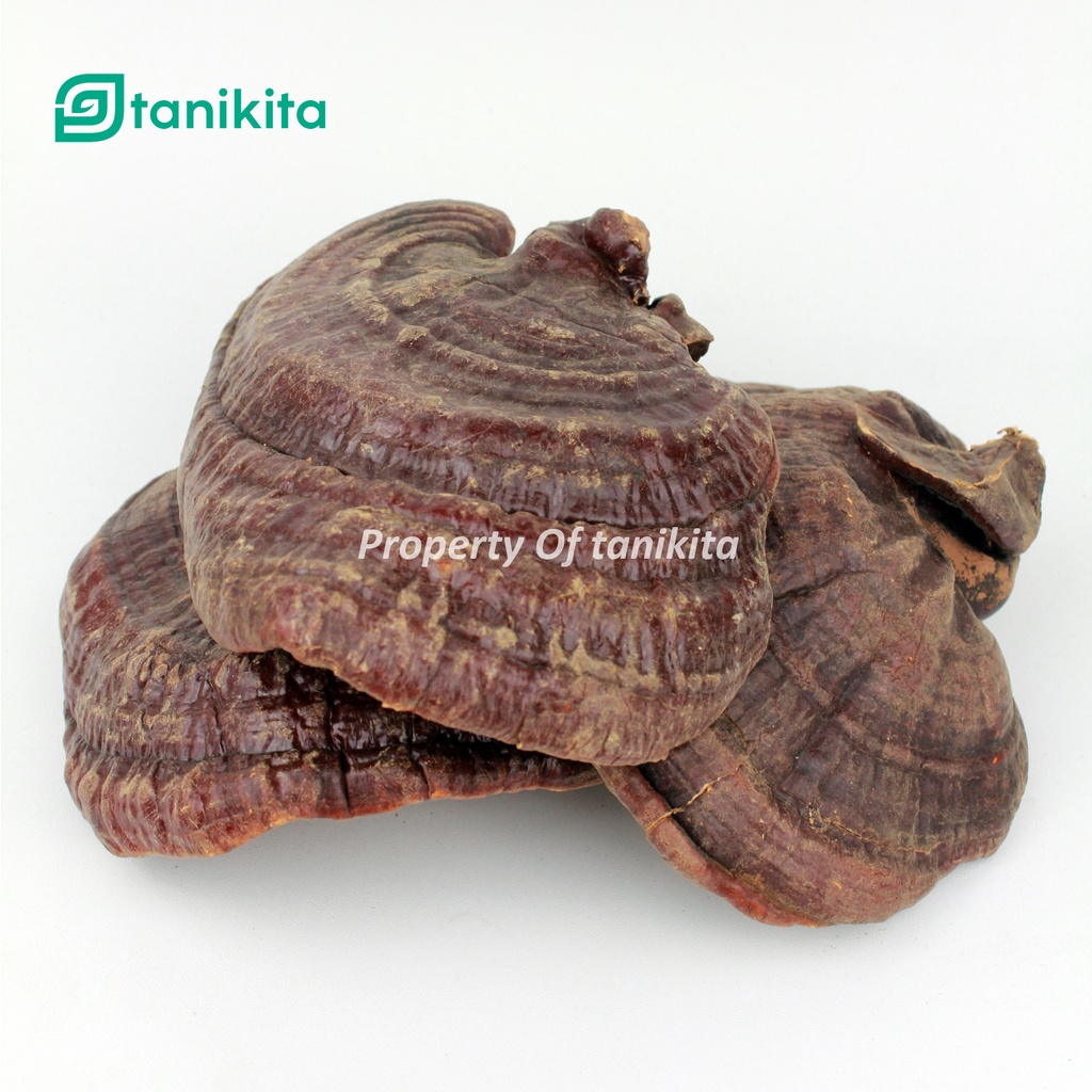 Jamur Lingzhi Asli 500gr / Jamur Lingzhi Asli