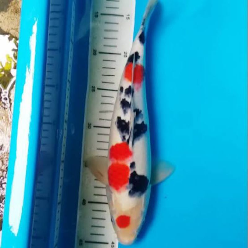 ikan koi sanke blitar ukuran 32-35cm