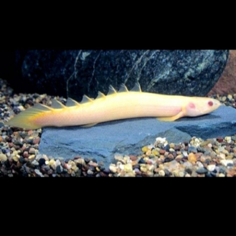 

ikan palmas/ikan hias 10cm