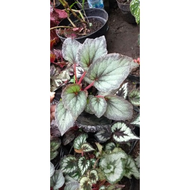 paket anakan begonia 12 free 1