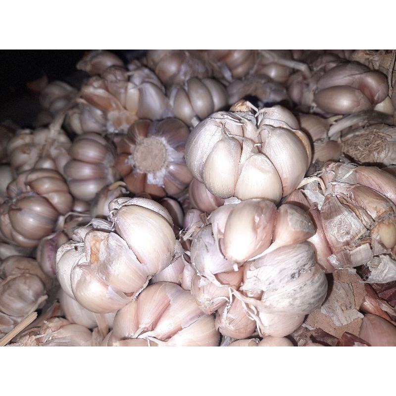 

bawang putih 1 kg