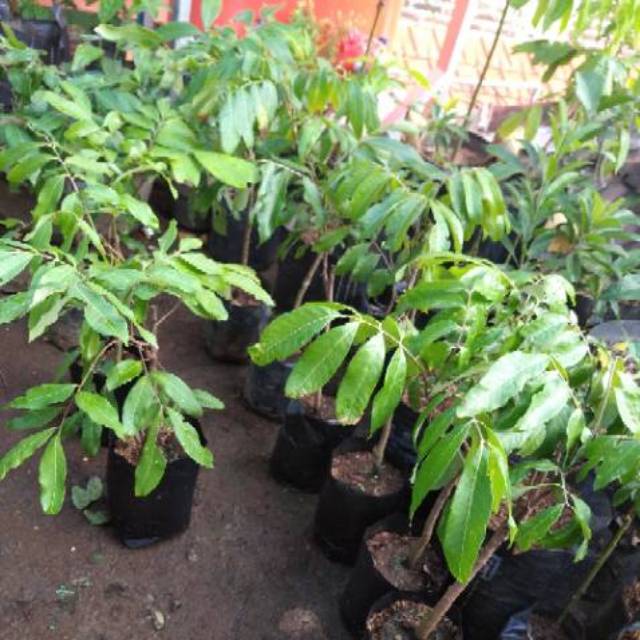 

Bibit kelengkeng new kristal