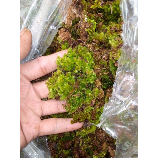 lumut hidup /lumut pinus 500 grm