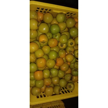 

persimmon/kesemek (buah purba)