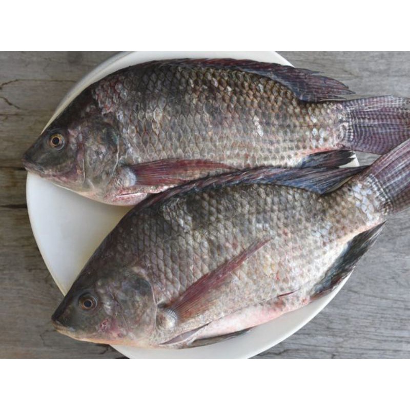 

Ikan Mujair 500gr