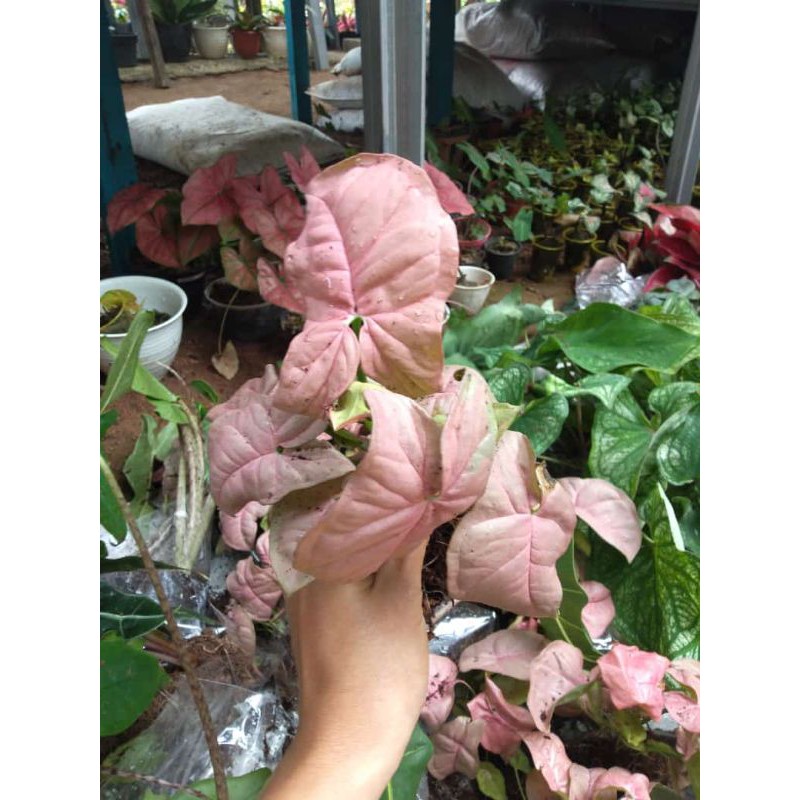 Syngonium Pink Perfection Asli Import Thailand