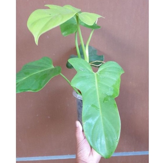 philodendron violin golden