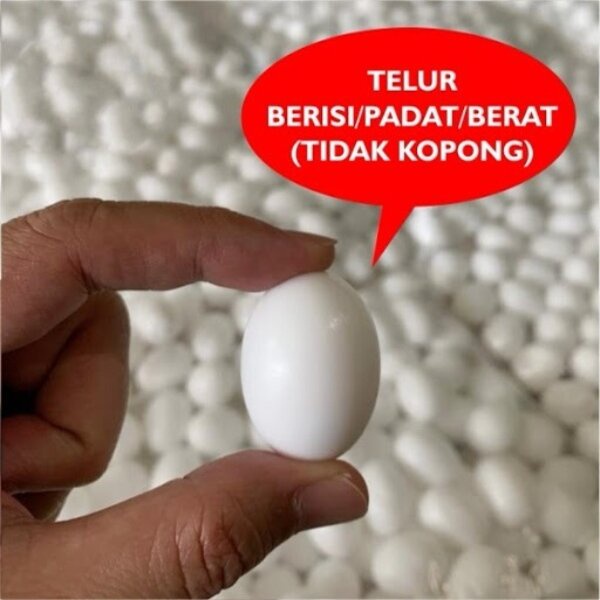 Telur Palsu Mainan Burung Merpati Imitasi Dummy Egg Dami Endog Plastik