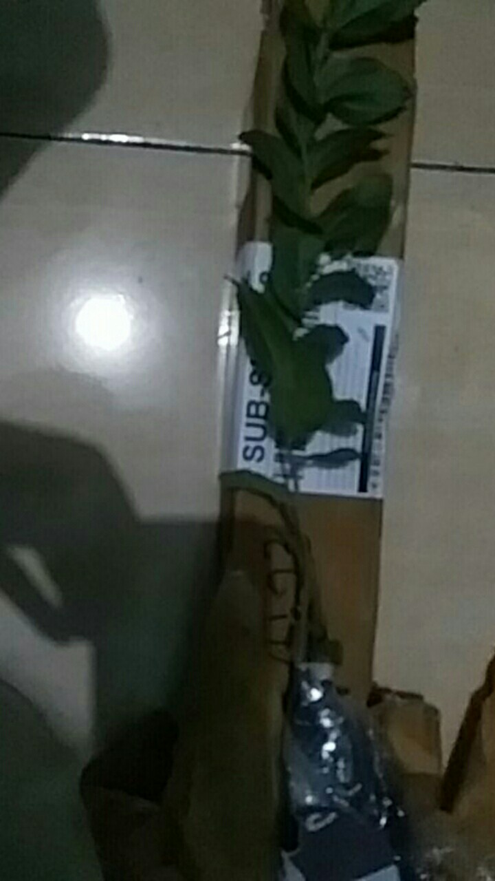 Bibit Bidara Arab/sidr 25-35cm