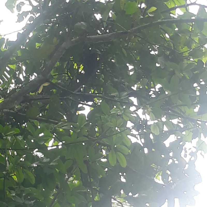 Jual benalu di pohon jambu fress 500gr Indonesia|Shopee Indonesia