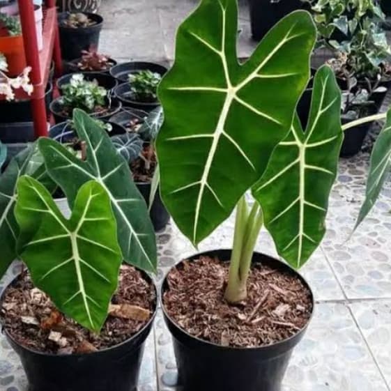 tanaman hias keladi neon - keladi neon - keladi neon murah - keladi ia